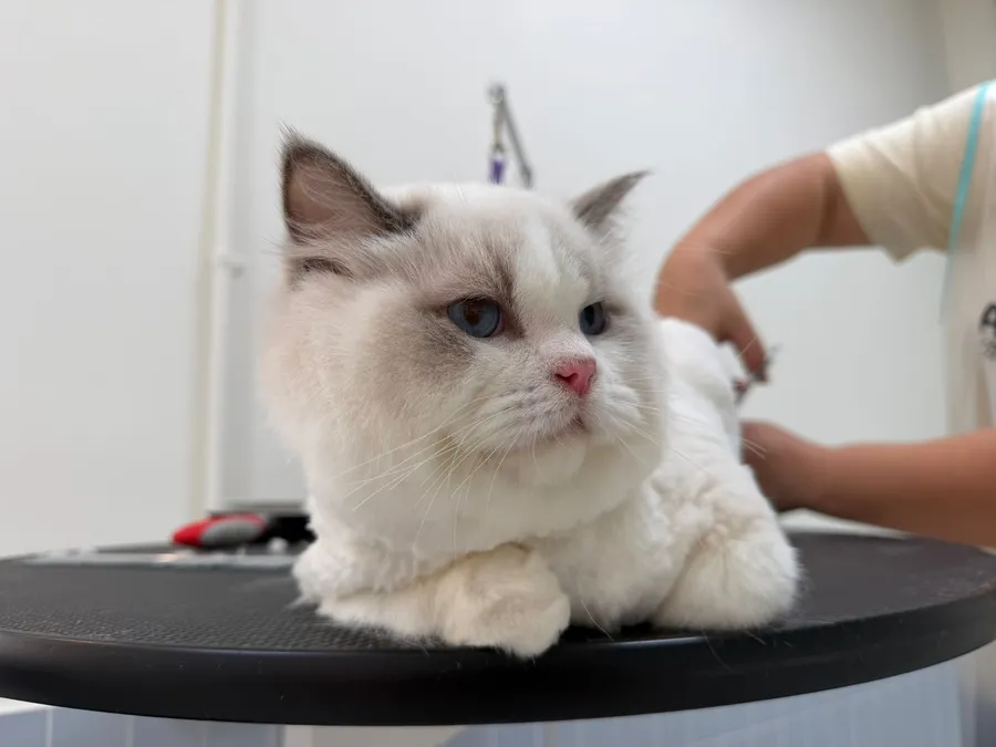 White cat after grooming at Furrest Pets
