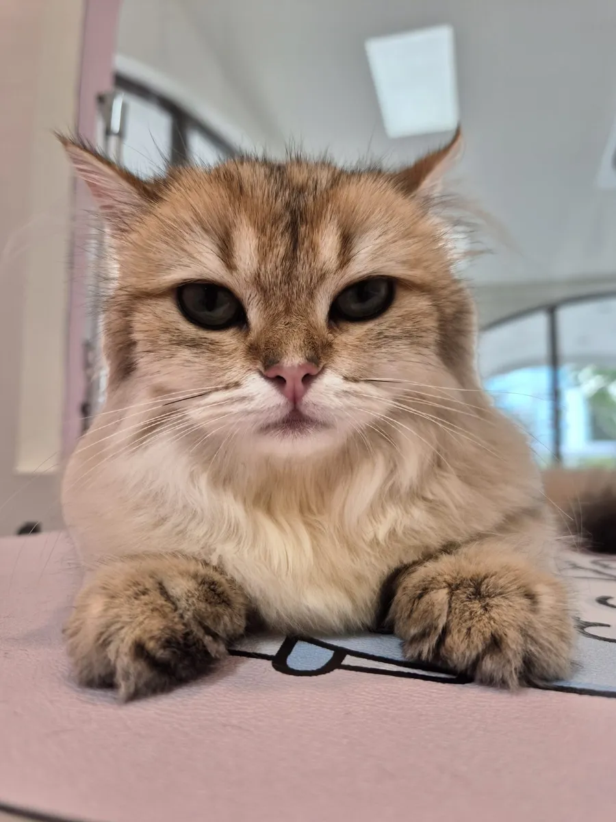 Golden cat after grooming at Furrest Pets