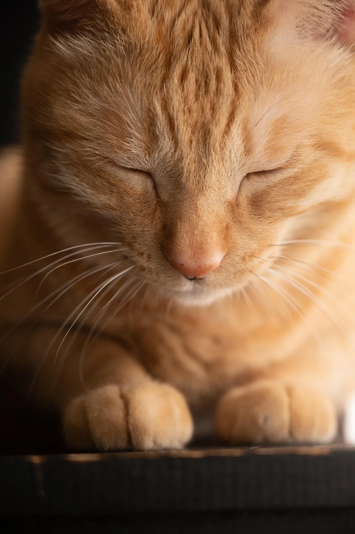 Groomed cat looking satisfied