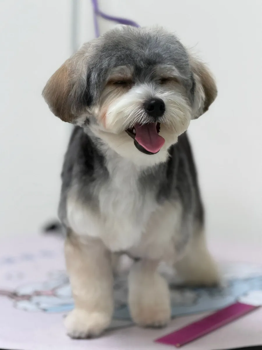 Grey and white dog after grooming at Furrest Pets