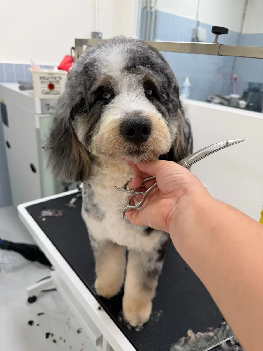 Black and white dog being groomed at Furrest Pets