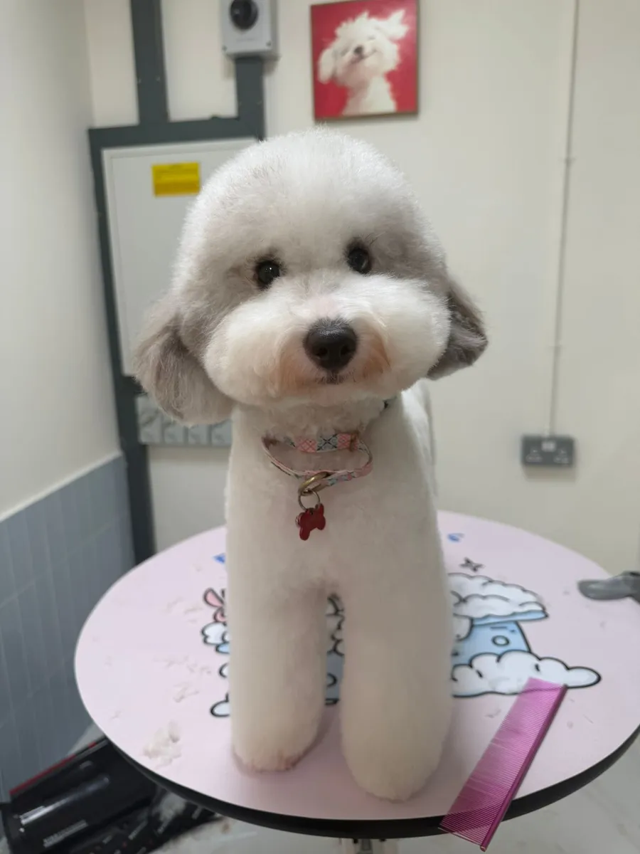 White and grey dog after grooming at Furrest Pets