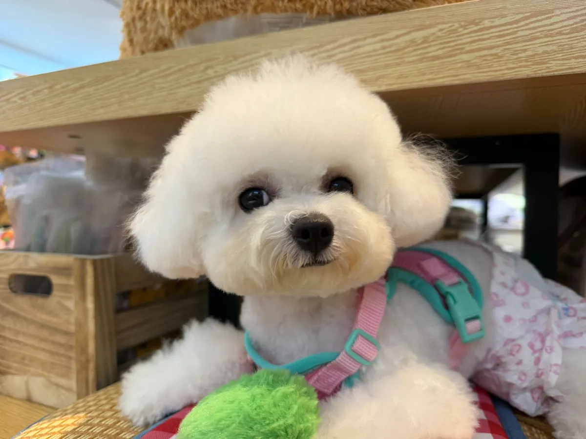 Freshly groomed white dog at Furrest Pets