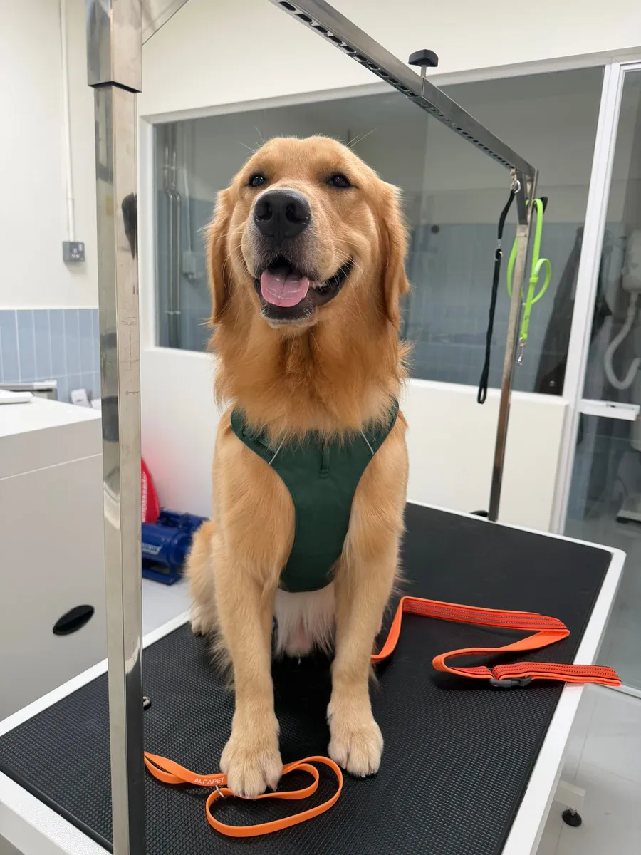 Golden retriever after grooming at Furrest Pets