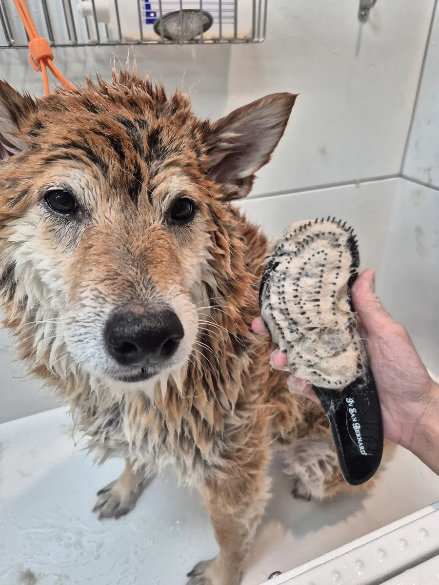 Dog being brushed during a bath at Furrest Pets