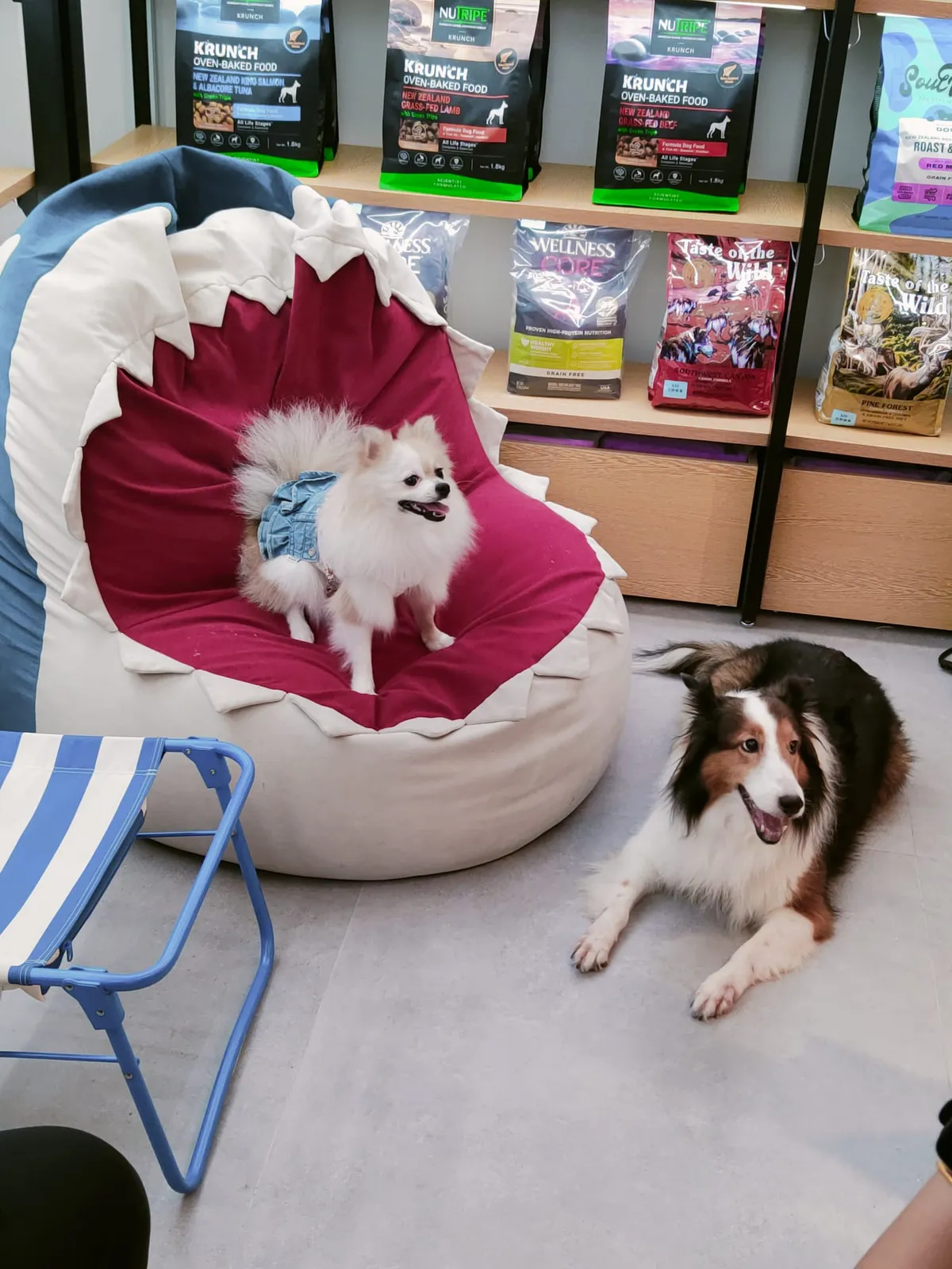Dogs enjoying a gathering at Furrest Pets