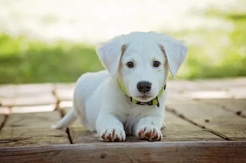 Puppy lifestyle accessories