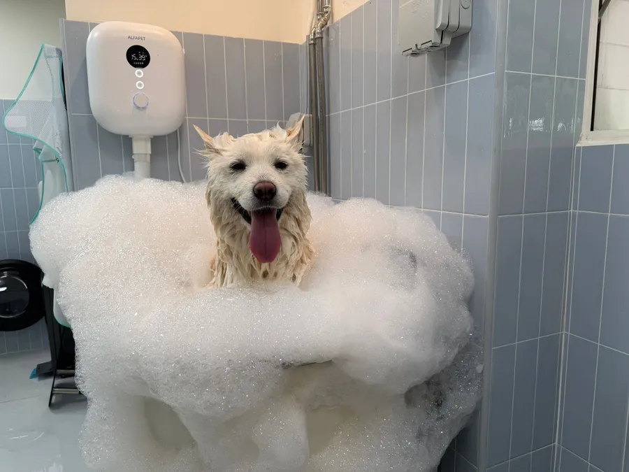 Retriever enjoying a bubble bath at Furrest Pets