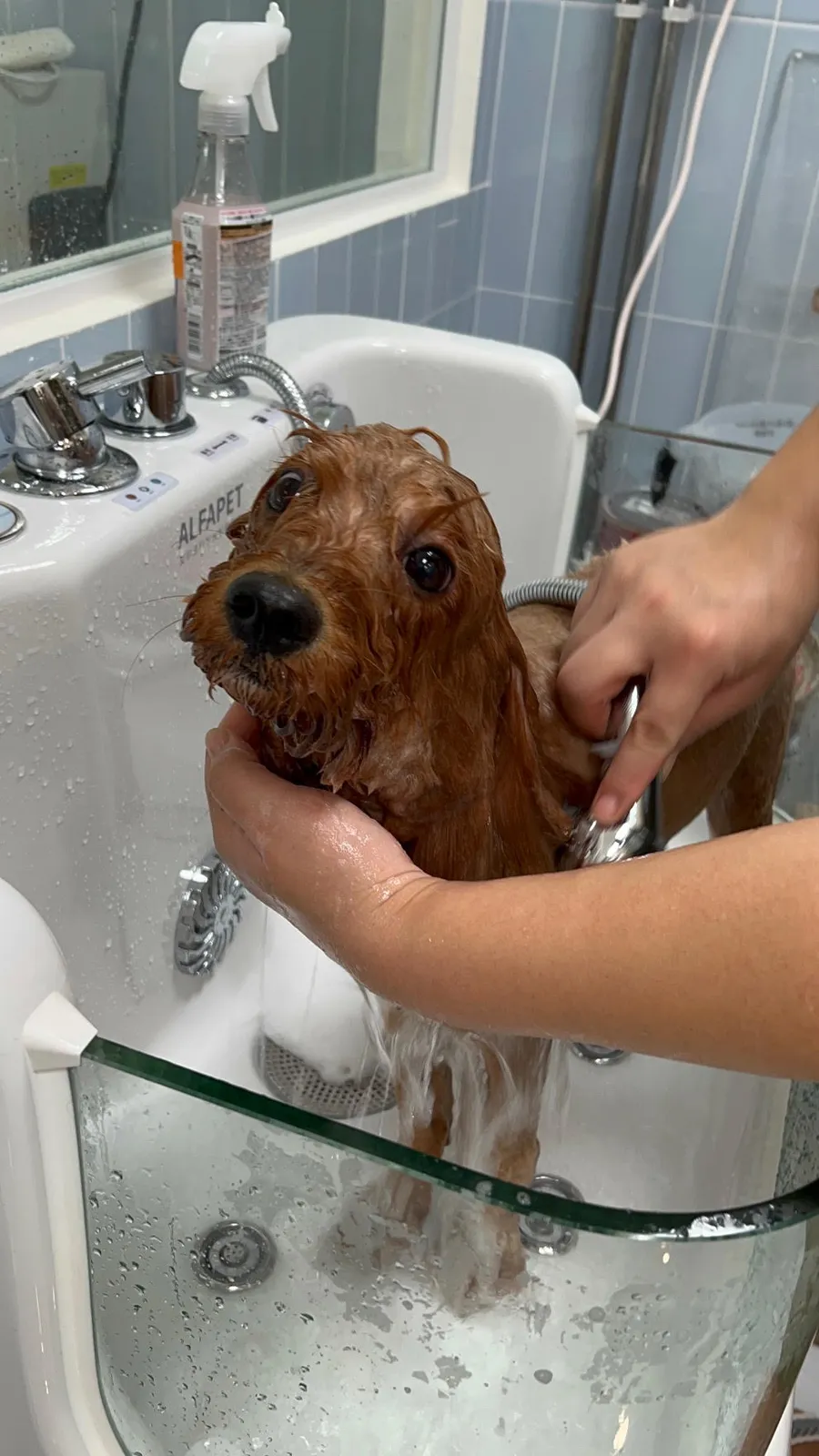 Pet grooming at Furrest Pets