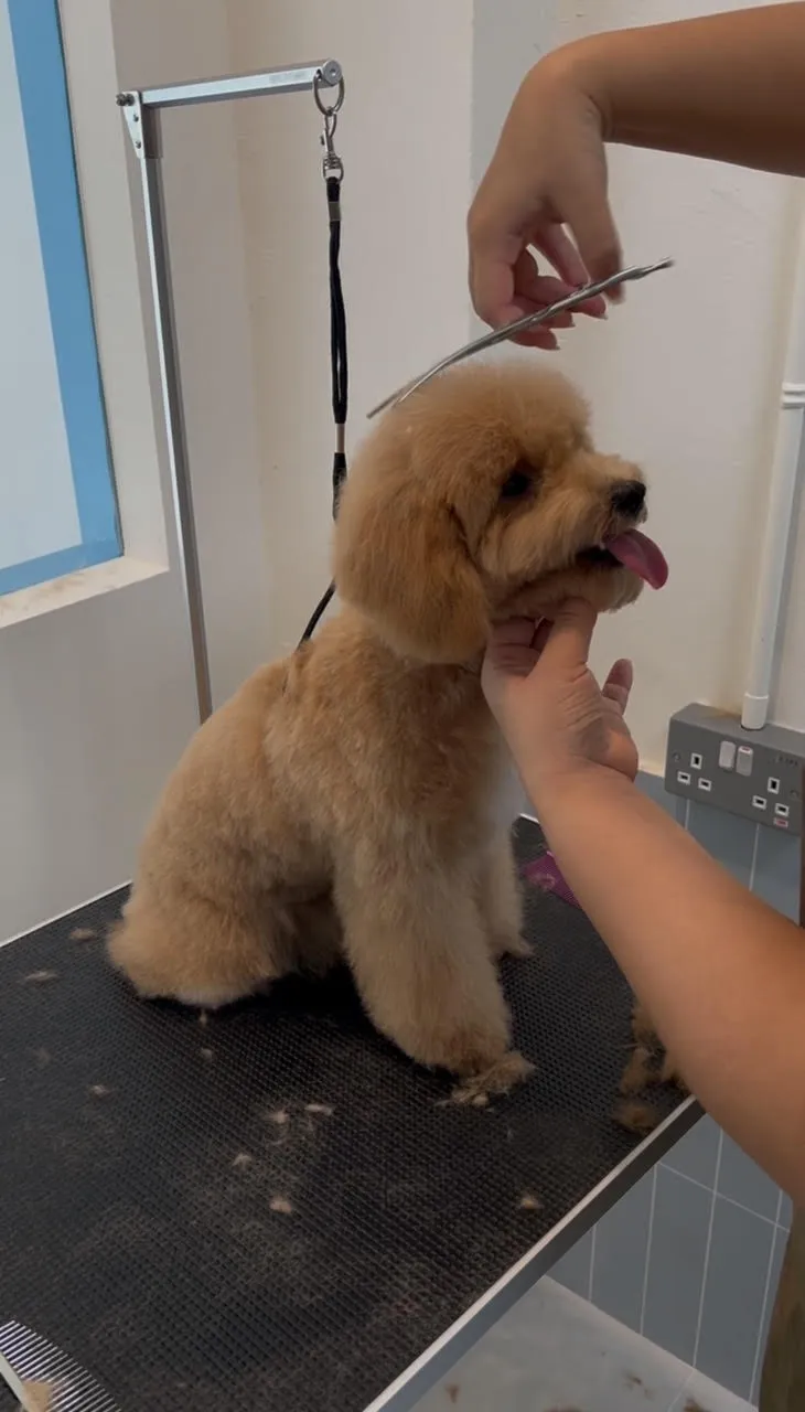 Pet grooming at Furrest Pets